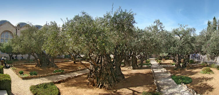 Garden_of_Gethsemane_Jerusalem_israel Garden of Gethsemane Jerusalem israel