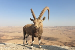 ibex at ramon crater