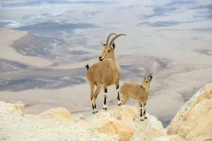 ibexes at ramon crater